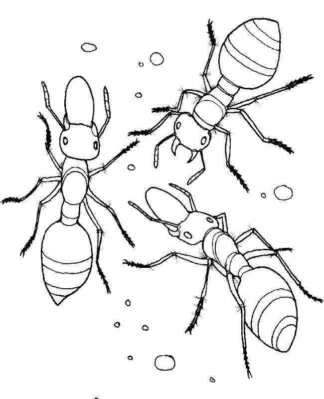 ant,ant farm,ant colony,ant war,army ant,fire ant,sand ant farm,ant terrarium,ant nest,ant x ana,ant philippines,ant formicarium,ant queen,queen ant,furry ant,bullet ant,ant roblox,roblox ant,giant amazonian ant,ant hill art,red fire ant,ant preying,ant habitat,ant hunt wasp,hairy pet ant,sadraddin ant,argentine ant,carpenter ant,ant hunt snake,ant hunt giant millipede,ant hunt hornet,ant hunting prey,ant hunting video