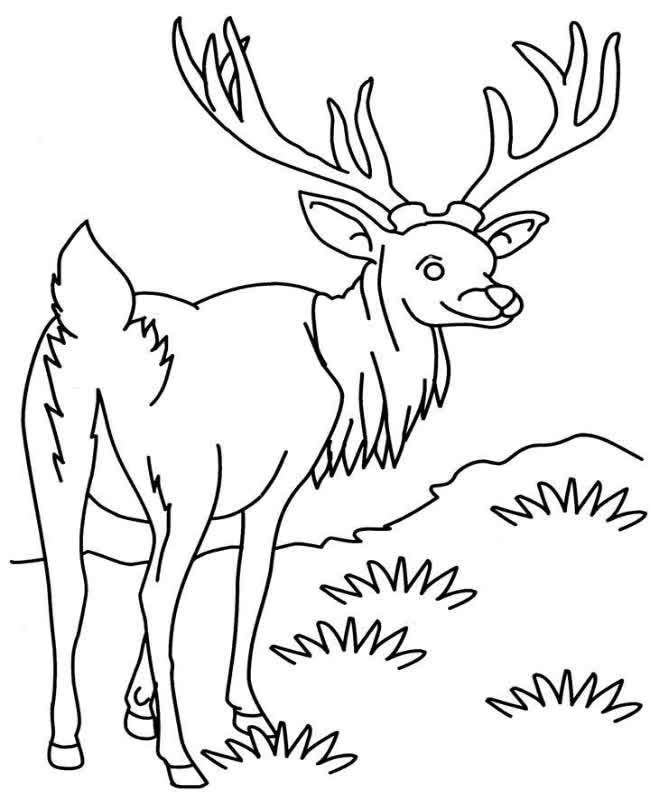Animal coloring page free and online coloring
