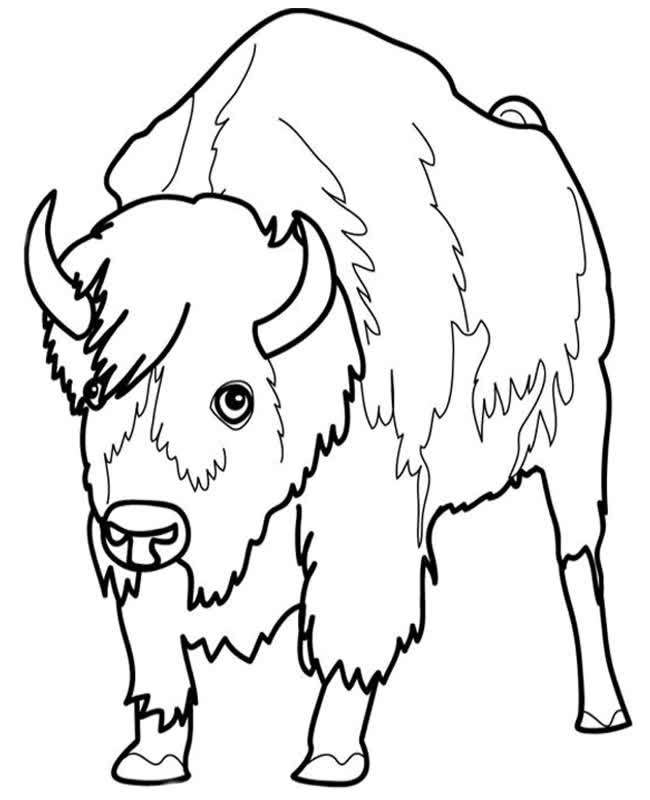 bison,american bison,bison attack,bisons,bison farm,bison horns,bison corral,european bison,bison vs buffalo,european bison uk,bison uk,uk bison,bison vs,yellowstone bison,bison rut,north american bison,wild bison,bison kent,bison meat,sfv m bison,bison fight,bison ranch,super bison,bison sounds,bison ranger,bison vs gaur,bison vs beef,working bison,bison england,bison headbutt,bison (animal),бтр super bison,charging bison