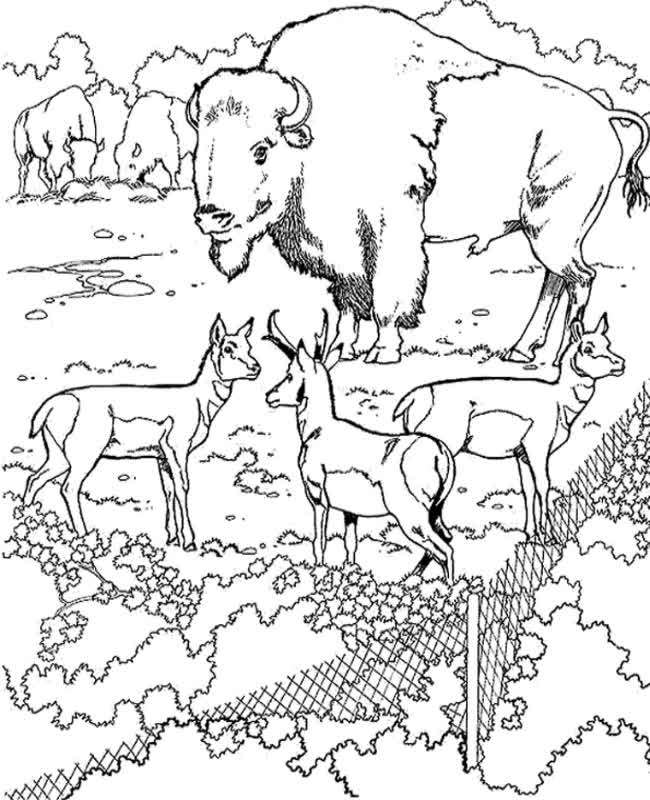 bison,american bison,bison attack,bisons,bison farm,bison horns,bison corral,european bison,bison vs buffalo,european bison uk,bison uk,uk bison,bison vs,yellowstone bison,bison rut,north american bison,wild bison,bison kent,bison meat,sfv m bison,bison fight,bison ranch,super bison,bison sounds,bison ranger,bison vs gaur,bison vs beef,working bison,bison england,bison headbutt,bison (animal),бтр super bison,charging bison